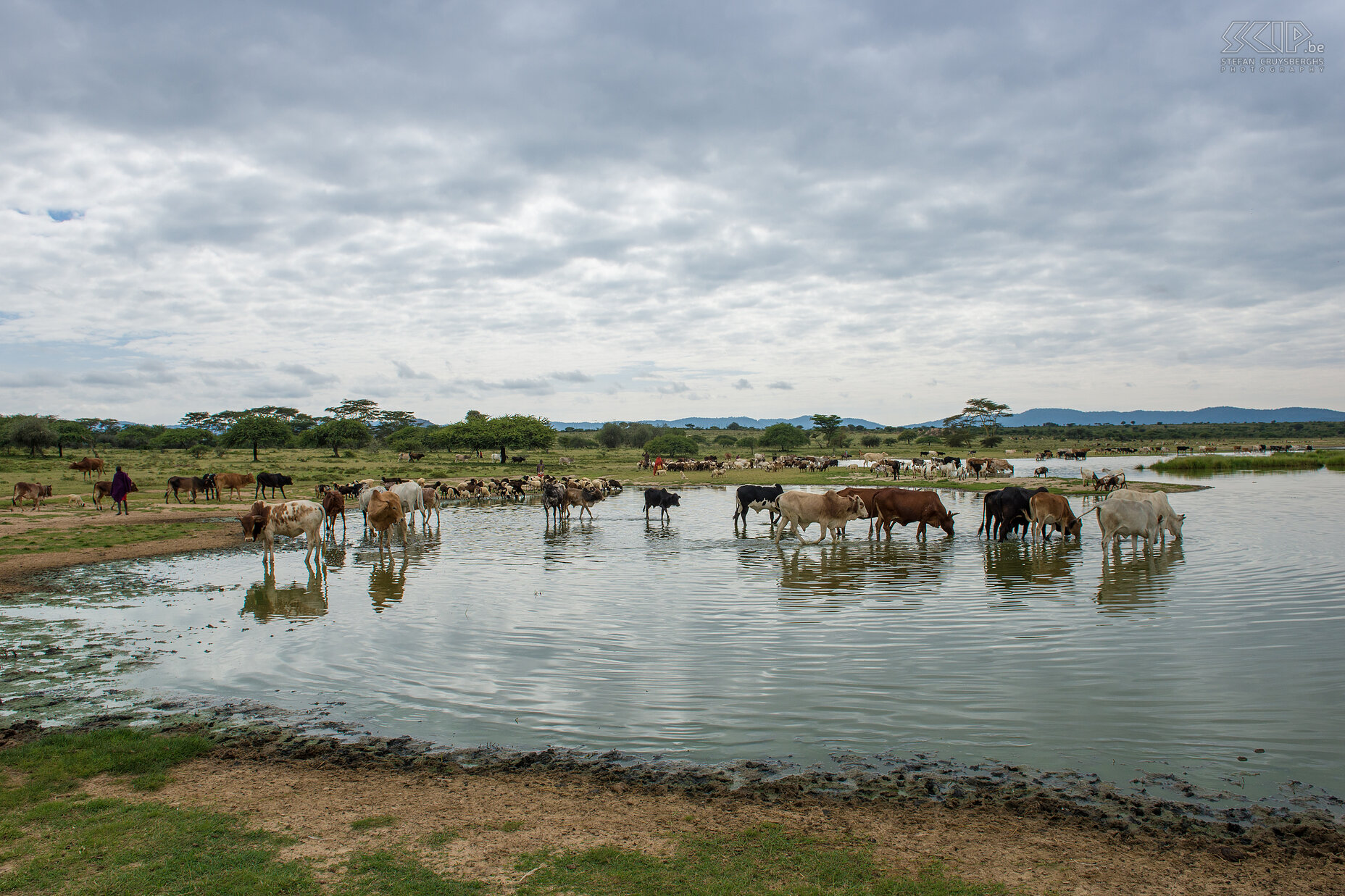 Kisima - Livestock market We visited the livestock market in Kisima. The Samburu people go to the lake to let their cattle drink and afterwards they sell the cows and goats. Stefan Cruysberghs